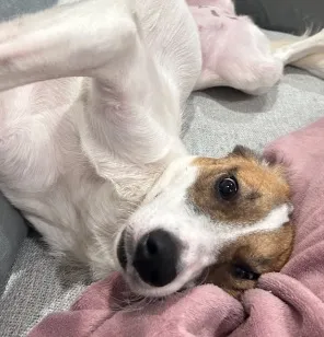Cachorro raça SRD-ViraLata idade 2 anos nome Sophia