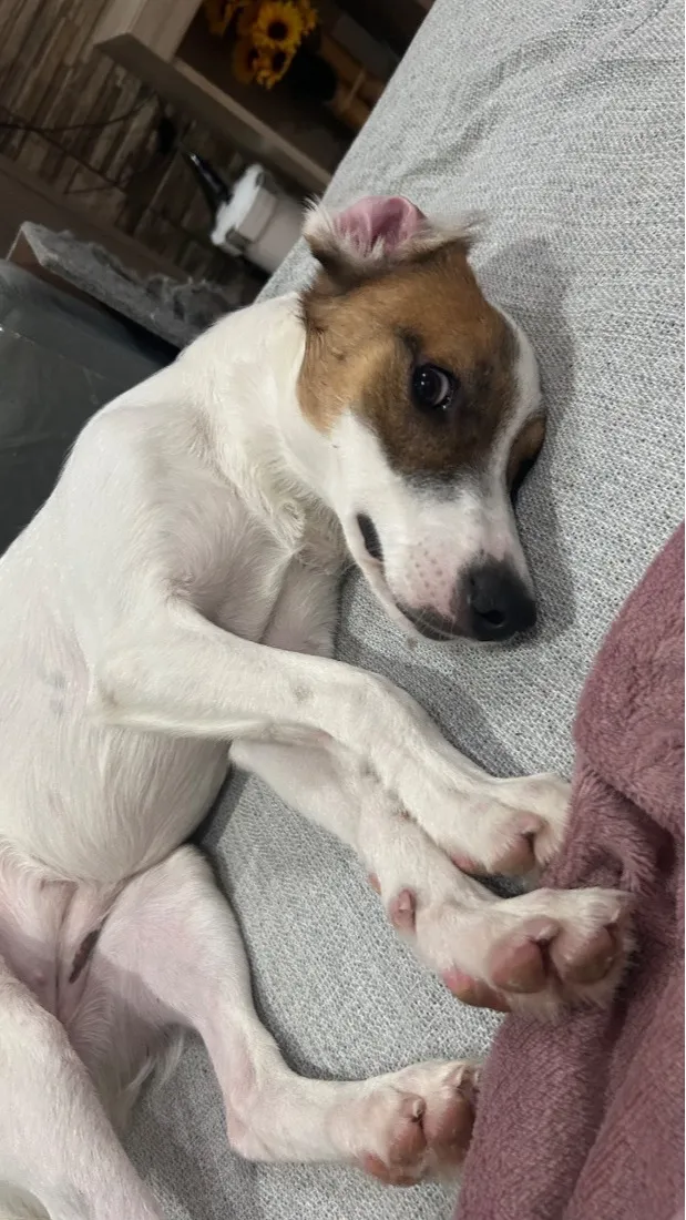 Cachorro raça SRD-ViraLata idade 2 anos nome Sophia