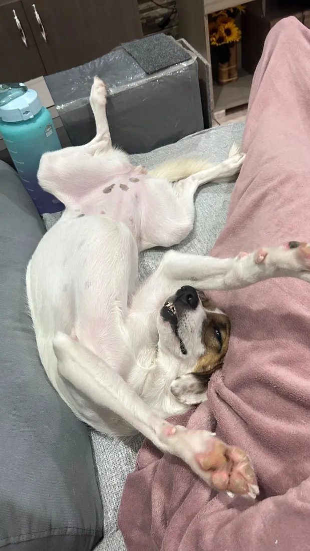 Cachorro raça SRD-ViraLata idade 2 anos nome Sophia