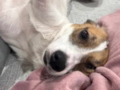 Cachorro raça SRD-ViraLata idade 2 anos nome Sophia