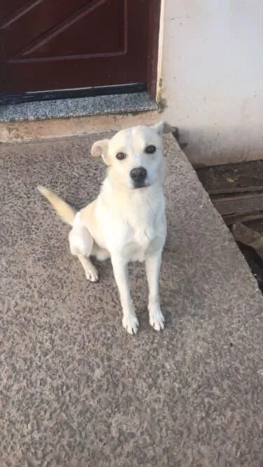 Cachorro raça Labrador idade 5 anos nome Bad