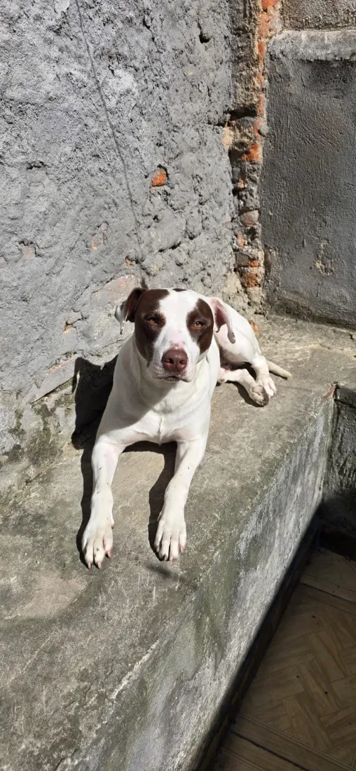 Cachorro raça SRD-ViraLata idade 1 ano nome Thor