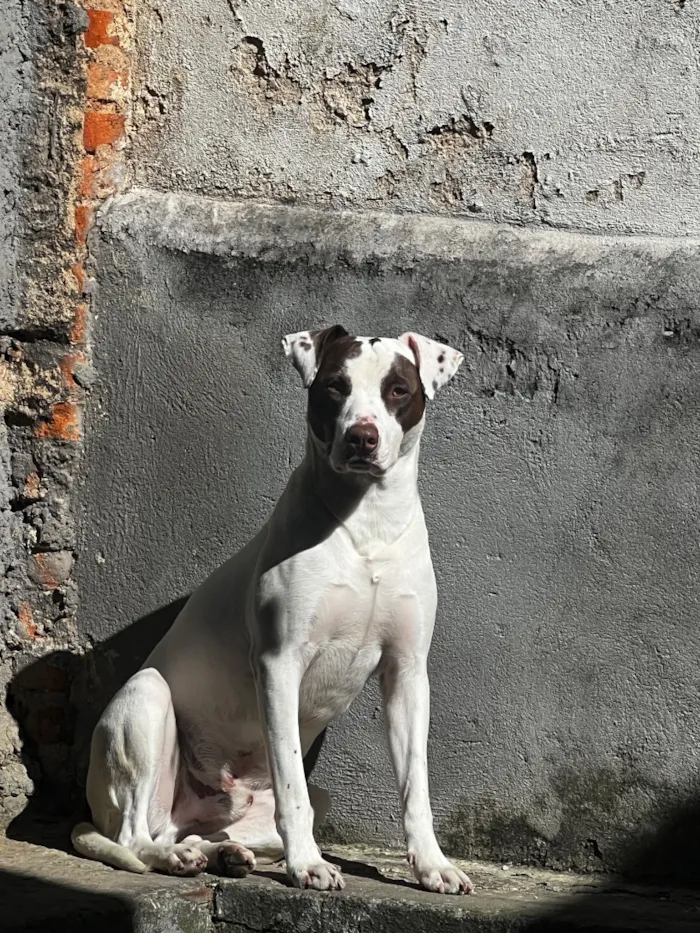 Cachorro raça SRD-ViraLata idade 1 ano nome Thor