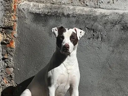 Cachorro raça SRD-ViraLata idade 1 ano nome Thor