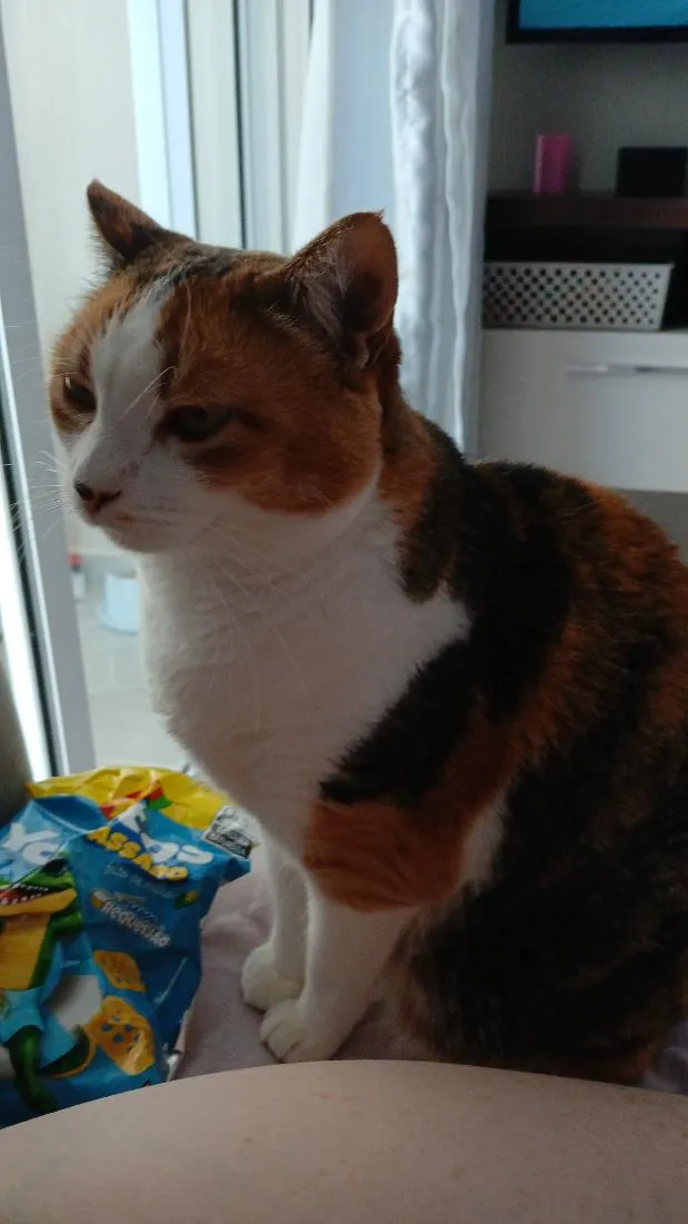 Gato raça SRD-ViraLata idade 6 ou mais anos nome Bird