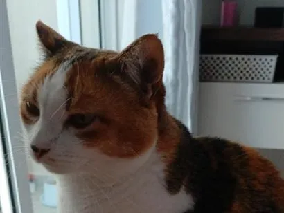 Gato raça SRD-ViraLata idade 6 ou mais anos nome Bird