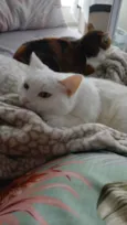 Lili