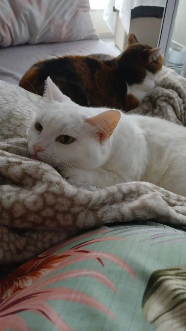 Gato raça SRD-ViraLata idade 6 ou mais anos nome Lili