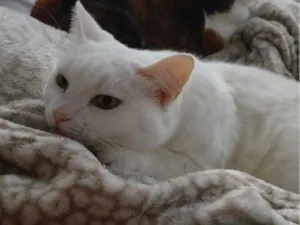 Gato raça SRD-ViraLata idade 6 ou mais anos nome Lili