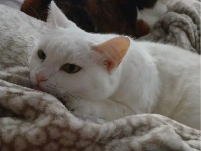 Gato raça SRD-ViraLata idade 6 ou mais anos nome Lili