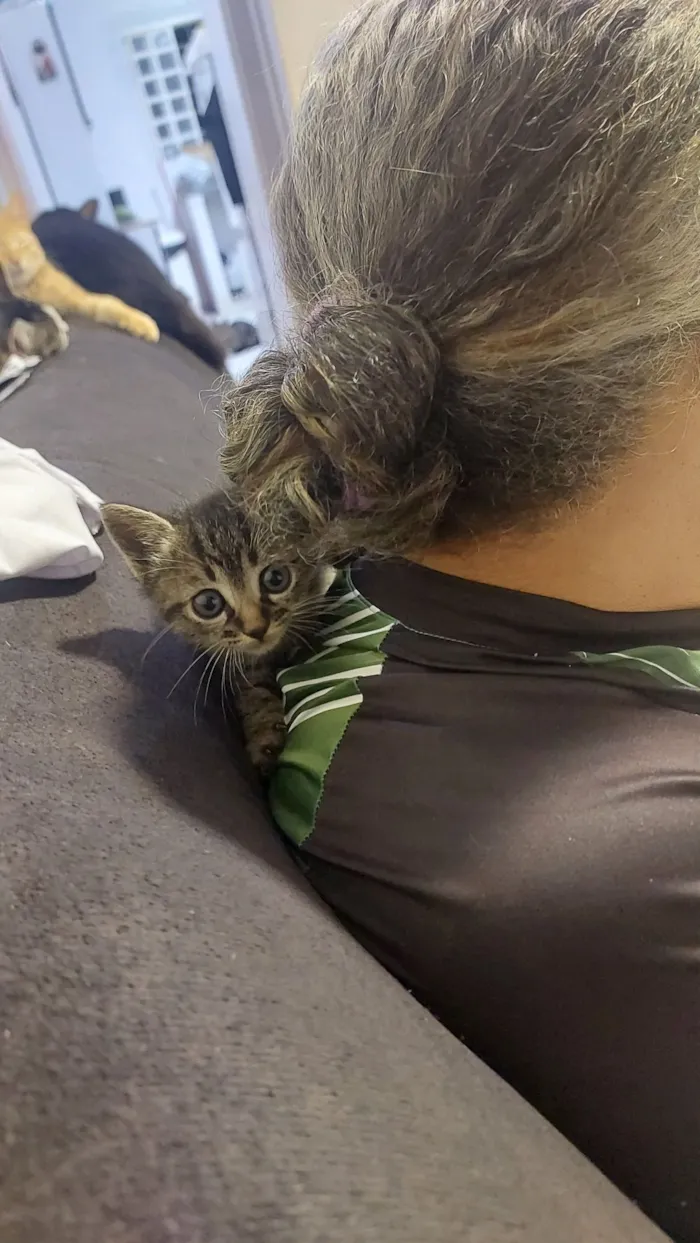 Gato raça SRD-ViraLata idade Abaixo de 2 meses nome sem nome 