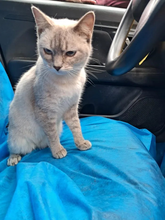Gato raça SRD-ViraLata idade 2 a 6 meses nome Mia