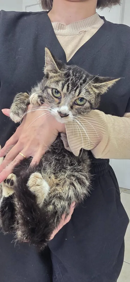 Gato raça SRD-ViraLata idade 2 a 6 meses nome Pumba