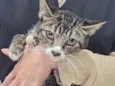 Pumba