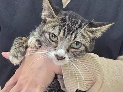 Gato raça SRD-ViraLata idade 2 a 6 meses nome Pumba