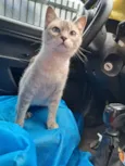 Mia