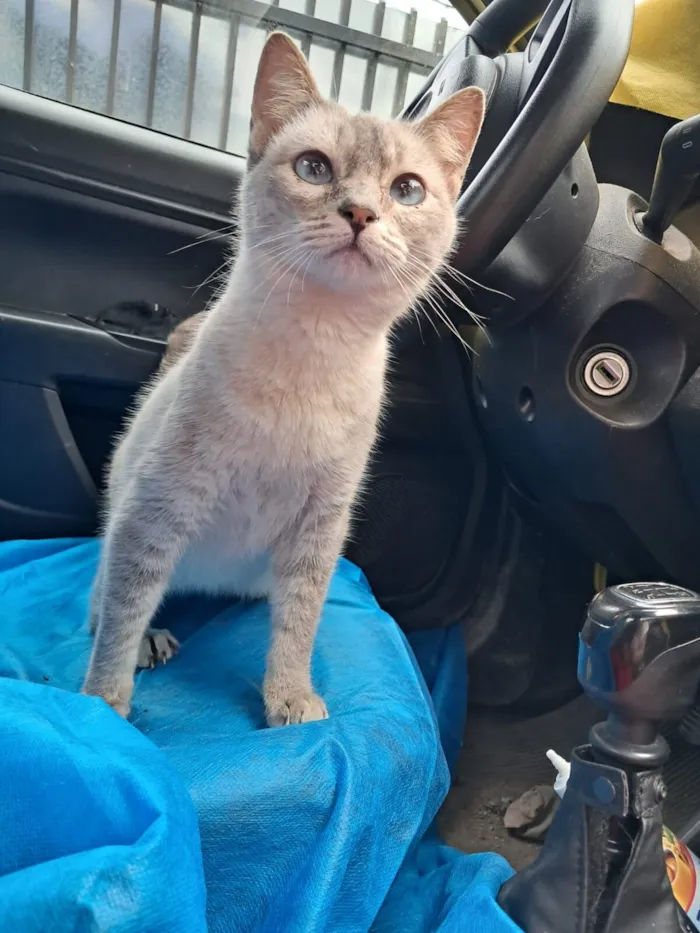 Gato raça SRD-ViraLata idade 2 a 6 meses nome Mia