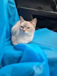 Mia