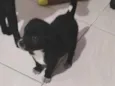 Sabidinho