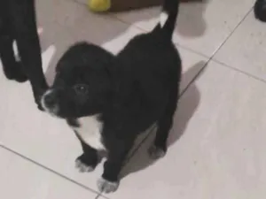 Cachorro raça SRD-ViraLata idade Abaixo de 2 meses nome Sabidinho