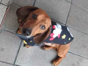 Cachorro raça SRD-ViraLata idade 6 ou mais anos nome paçoca