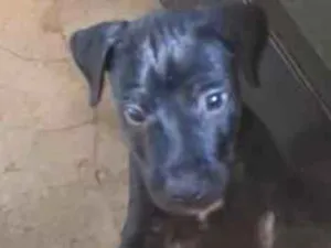 Cachorro raça SRD-ViraLata idade Abaixo de 2 meses nome sem nome