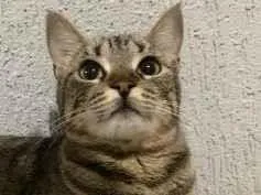 Gato raça SRD-ViraLata idade 1 ano nome Chavas