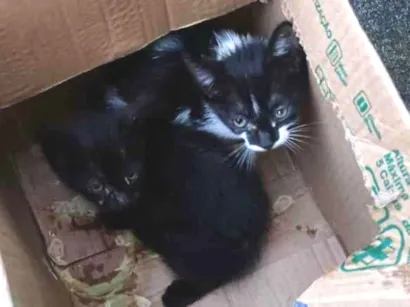 Gato raça SRD-ViraLata idade Abaixo de 2 meses nome sem nome 