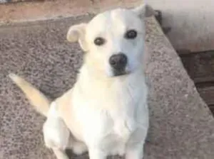 Cachorro raça Labrador idade 5 anos nome Bad