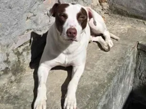 Cachorro raça SRD-ViraLata idade 1 ano nome Thor