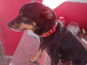 Cachorro raça SRD-ViraLata idade 5 anos nome Benntove