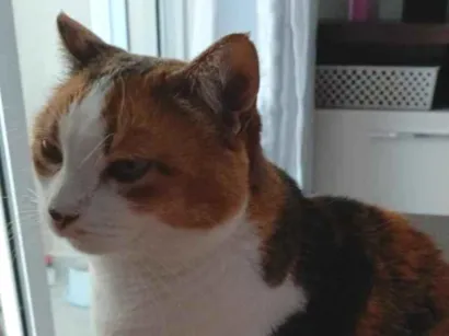 Gato raça SRD-ViraLata idade 6 ou mais anos nome Bird