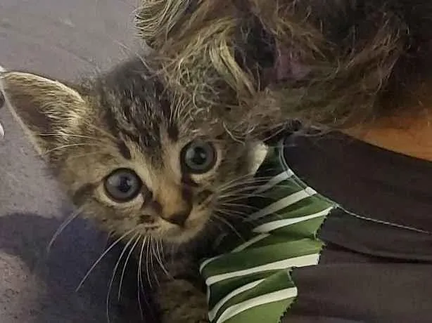 Gato raça SRD-ViraLata idade Abaixo de 2 meses nome sem nome 