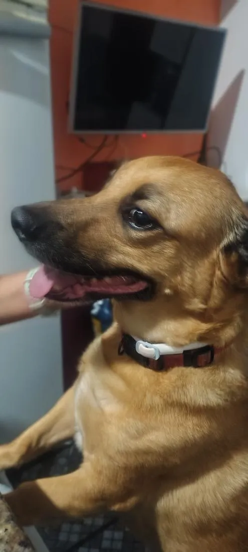 Cachorro raça SRD-ViraLata idade 6 ou mais anos nome Cookie