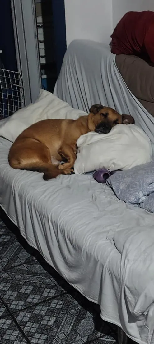 Cachorro raça SRD-ViraLata idade 6 ou mais anos nome Cookie