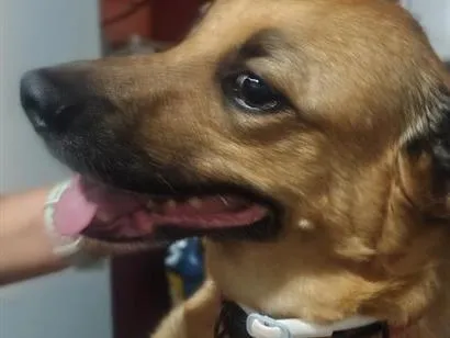 Cachorro raça SRD-ViraLata idade 6 ou mais anos nome Cookie