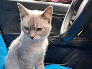 Gato raça SRD-ViraLata idade 2 a 6 meses nome Pity