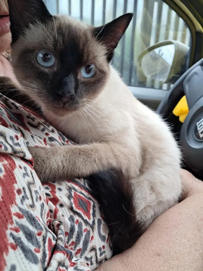 Gato raça Siamês idade 2 a 6 meses nome Nino