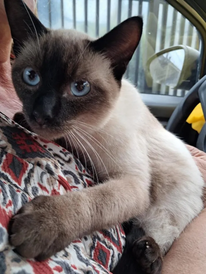 Gato raça Siamês idade 2 a 6 meses nome Nino