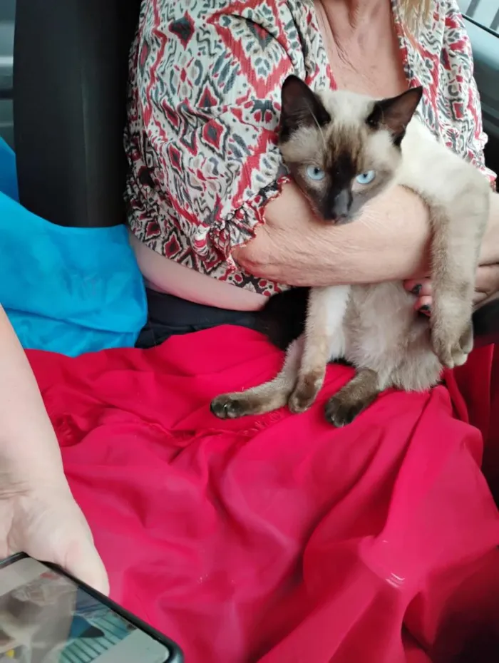 Gato raça Siamês idade 2 a 6 meses nome Nino