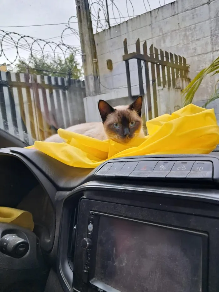Gato raça Siamês idade 2 a 6 meses nome Nino