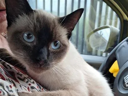 Gato raça Siamês idade 2 a 6 meses nome Nino