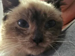 Gato raça Siamês idade 2 a 6 meses nome Nala
