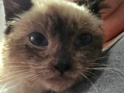 Gato raça Siamês idade 2 a 6 meses nome Nala