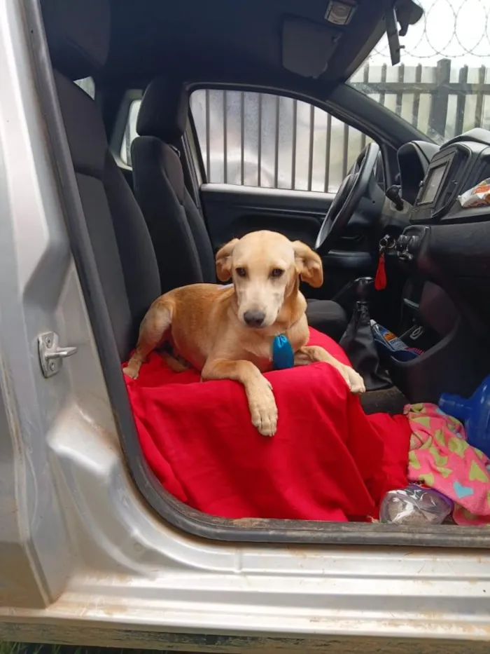 Cachorro raça SRD-ViraLata idade 2 a 6 meses nome Manolo