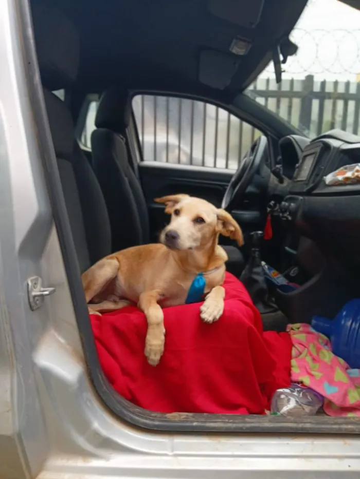 Cachorro raça SRD-ViraLata idade 2 a 6 meses nome Manolo