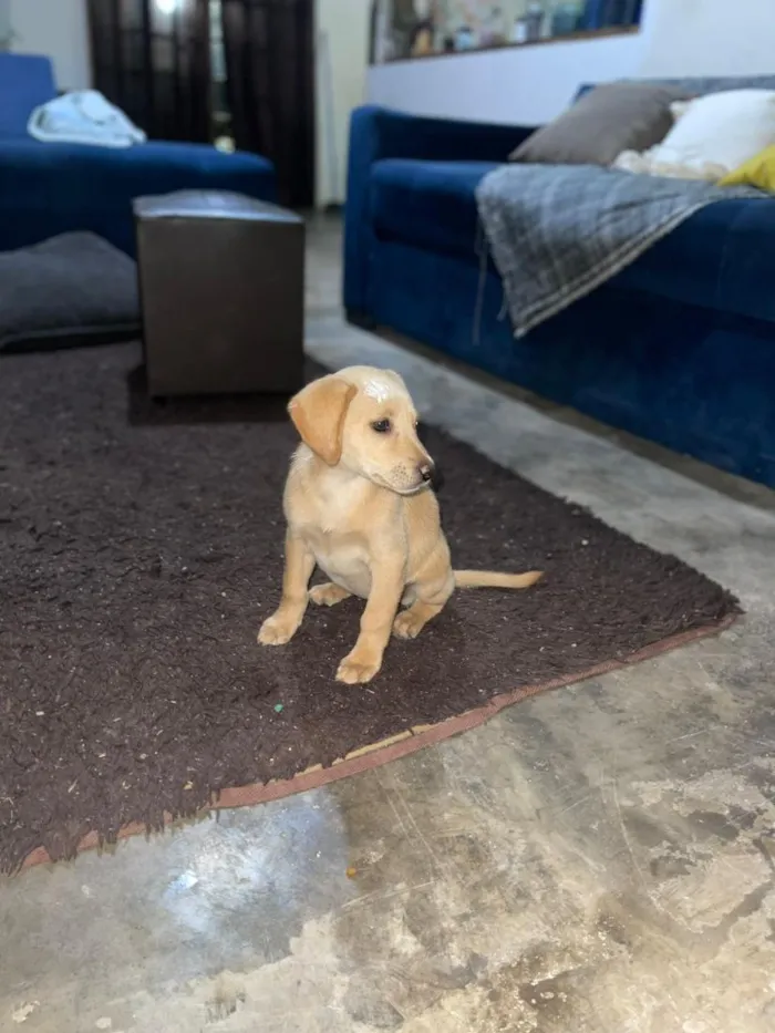 Cachorro raça SRD-ViraLata idade 2 a 6 meses nome Manolo