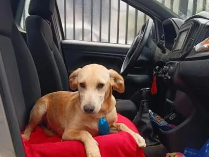 Cachorro raça SRD-ViraLata idade 2 a 6 meses nome Manolo