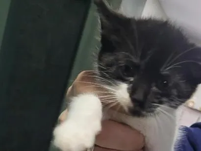 Gato raça SRD-ViraLata idade Abaixo de 2 meses nome .