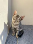 maya